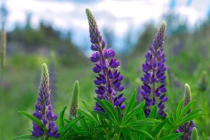 Giftpflanzen für Hunde : Lupinen Lupinen sind für Hunde giftig.