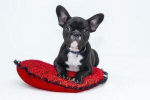 Hundebetten, Haustierdecken, Katzenklos, Näpfe - Keime und Hygiene - Haustiere