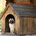 Es gibt vieles, worauf beim Bau einer Hundehütte geachtet werden muss.
