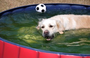 Abkühlung im Hundepool Hundeplanschbecken im Gartem