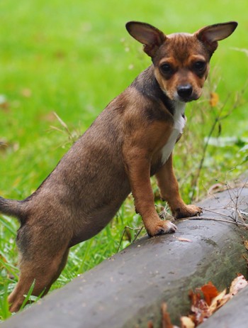 So wird der Garten hundegerecht und hundesicher. Tipps für einen Garten, der Zwei- und Vierbeinern Freude macht.