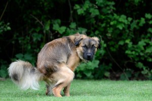 Hundetoilette Haufen auf dem Rasen sind keine angenehme Angelegenheit - eine Hundetoilette kann im Garten Abhilfe schaffen.