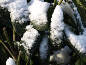 Immergrüne Hecken - auch im Winter bleibt das Laub an den Pflanzen.