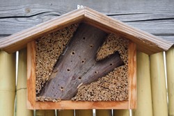 Wie sieht der optimale Standort für ein Insektenhotel aus?