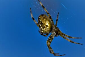 Kreuzspinne und andere Gartenspinnen verirren sich manchmal ins Haus