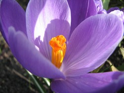 Giftige Pflanze für den Hund: der Krokus