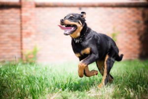 Gartenmauer als Ausbruchschutz für den Hund Der Garten kann auch mit einer hohen Mauer eingefasst werden, um den Hund sicher im Garten zu halten.