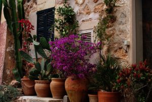 Mittelmeer Feeling daheim - mediterraner Kübelgarten
