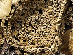 Hohle Stängel als Insektenhotel für Wildbienen.