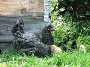 Nutztiere halten - Wohnen mit Tieren im Wohnen-shop.at Ratgeber online