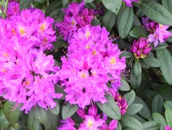Auch als Alpenrose bekannt, ist der Rhododendron eine im Garten verbreitete Giftpflanze - nicht nur für Hunde.