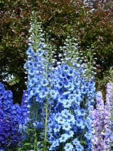 Hohe Blumen und Stauden wie Rittersporn brauchen Schutz bei Sturm - genauso wie viele Sträucher!