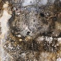 Schimmel in der Wohnung: Wie er entsteht und was man dagegen tun kann.