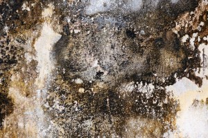 Schimmel in der Wohnung: Wie er entsteht und was man dagegen tun kann.