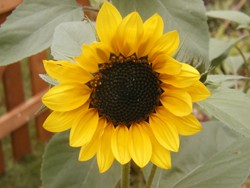 Im September locken z. B. Sonnenblumen Wildbienen an.