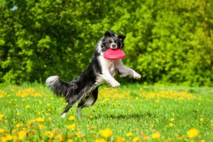 Eine große Rasenfläche zum Spielen und Rennen ist wichtig für den Hund.