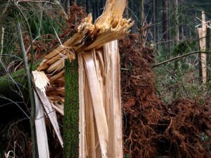 Sturmschäden an Bäumen vorbeugen und Schlimmeres vermeiden!