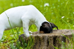 Suchspiele für Hunde im Garten Die meisten Hunde haben Freude an Suchspielen.
