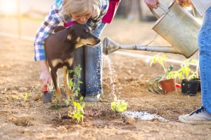Der Hund muss nicht überall im Garten hin dürfen. Tabuzonen... In bestimmten Gartenbereichen hat der Hund nichts verloren.