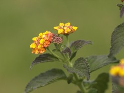 Giftige Pflanzen für Hunde im Garten: Wandelröschen
