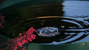 Regentonne - Regenwasser nutzen - Wasser sparen