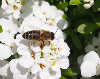 Nützliche Wildbienen sollten in jedem Garten herzlich willkommen sein.