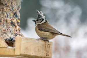 Schutz von Wildtieren im Garten - z.B. Singvögel füttern