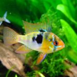 Über 2 Millionen Aquarien gibt es in deutschen Wohnungen.