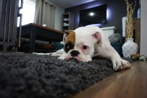 Wohnen mit Tieren - Harmonisch mit Tieren in der Wohnung zusammenleben