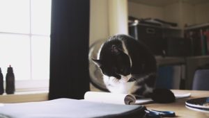 Die Katze ist das beliebteste Haustier der Deutschen.
