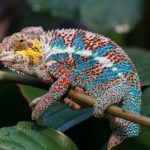 Terrarien mit Reptilien wie dem Pantherchamäleon gibt es in 1% der deutschen Haushalte.